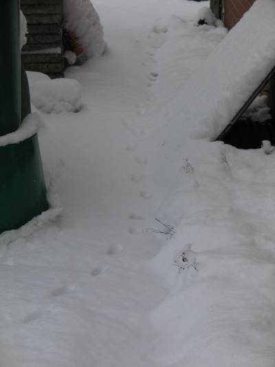 paw prints 1